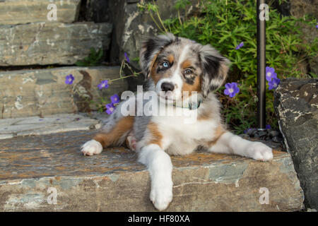 Three month old Blue Merle Australian Shepherd puppy, Luna, posing in front of some Autumn-blooming flowers