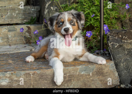 Three month old Blue Merle Australian Sheperd puppy, Luna, posing in front of some Autumn-blooming flowers in Sammamish, Washington, USA Stock Photo