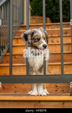 Three month old Blue Merle Australian Shepherd puppy, Luna, trying to get through the railing on her new deck Stock Photo