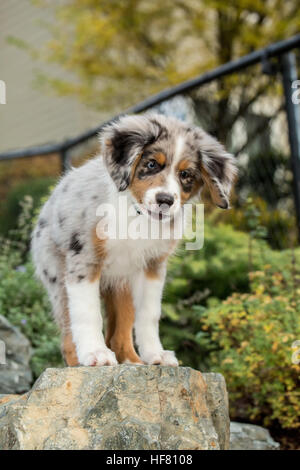 Three month old Blue Merle Australian Shepherd puppy, Luna, standing on a boulder in her newly landscaped yard Stock Photo