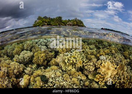 A beautiful coral reef grows in shallow water in the Solomon Islands. This region is known for its high marine biodiversity. Stock Photo