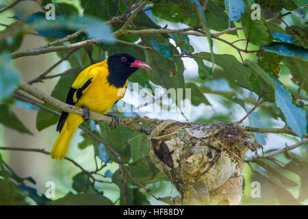 Black-hooded oriole Minneriya national park, Sri Lanka ; specie Oriolus xanthornus family of Oriolidae Stock Photo