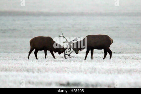 Two deer lock horns in the frost and fog in Windsor Great Park in Berkshire. Stock Photo