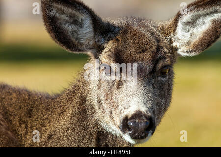 Mule Deer Close up Stock Photo