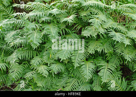 This is the Southern polypody, Polypodium cambricum, a fern Stock Photo