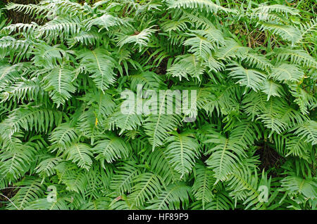 This is the fern Polypodium cambricum, the Southern polypody or Welsh polypody, from the family Polypodiaceae, Stock Photo
