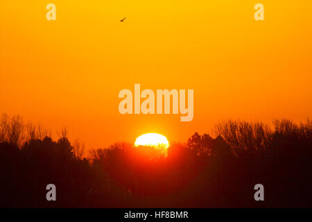 Sunrise over Southport, Merseyside, UK WEATHER: 28th Dec 2016. The red orb of the rising winter sun reaches over the tree line to relieve the frost that has coated the north west of England.   © Cernan Elias/Alamy Live News