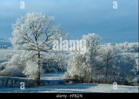 Powys, Wales, UK. 29th December 2016.  Very cold and frosty in Mid Wales at daybreak with temperatures dropping to approximately minus five degrees centigrade last night. © Graham M. Lawrence/Alamy Live News. Stock Photo