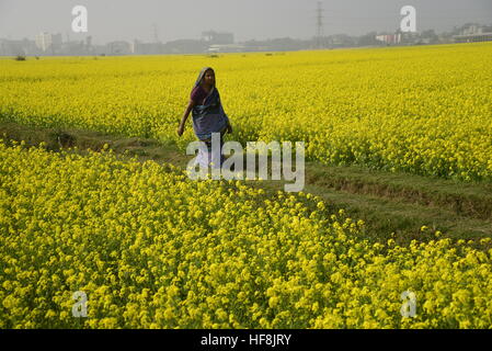Dhaka, Bangladesh. 28th Dec, 2016. A Bangladeshi woman walks in the mustard flower field at Manikganj near Dhaka in Bangladesh. On December 28, 2016 Mustard field in Bangladesh. Mustard is a cool weather crop and is grown from seeds sown in early spring. From mid December through to the end of January, Bangladesh farmers cultivate their crops of brightly coloured yellow mustard flowers that are in full bloom. © Mamunur Rashid/Alamy Live News Stock Photo