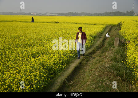 Dhaka, Bangladesh. 28th Dec, 2016. Bangladeshi peoples walks in the mustard flower field at Manikganj near Dhaka in Bangladesh. On December 28, 2016 Mustard field in Bangladesh. Mustard is a cool weather crop and is grown from seeds sown in early spring. From mid December through to the end of January, Bangladesh farmers cultivate their crops of brightly coloured yellow mustard flowers that are in full bloom. © Mamunur Rashid/Alamy Live News Stock Photo