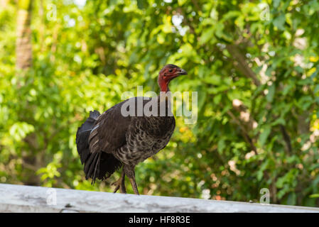 A female Australian Brush Turkey (Alectura lathami) also frequently called the scrub turkey or bush turkey, in a Sydney back yard in Australia Stock Photo