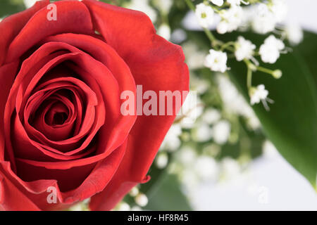 Close up of vibrant red rose with baby's breath. Stock Photo