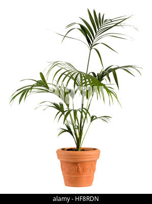Close up Attractive Kenzia Palm Plant on Ordinary Brown Pot Isolated on White Background. Stock Photo