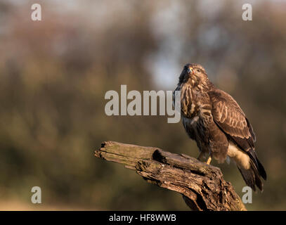 Wild Common Buzzard, Buteo buteo cleaning up on perch after feeding, Warwickshire Stock Photo