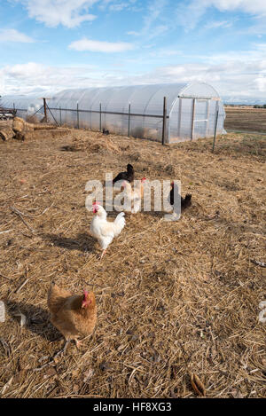 Chickens on a farm in Idaho. Stock Photo