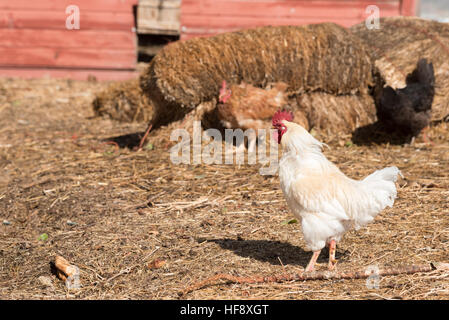 Chickens on a farm in Idaho. Stock Photo