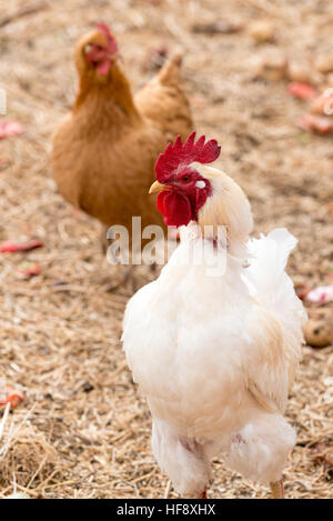 Chickens on a farm in Idaho. Stock Photo