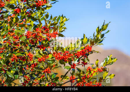 Holly leaves and red berries against blue sky Stock Photo