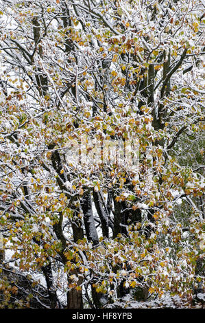 Trees still holding onto their autumn foilage covered in the winters first snow, Wensleydale, North Yorkshire. Stock Photo