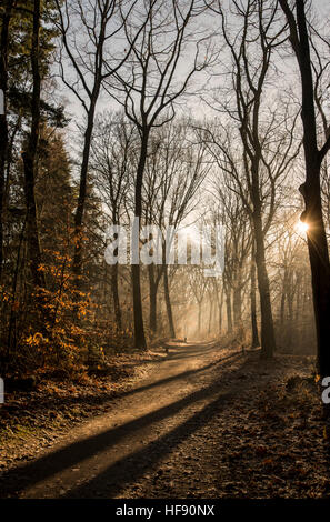 View of a forest in the winter with the sun casting long shadows Stock Photo