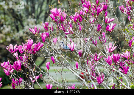 Blue Jay In The Bush. Stock Photo