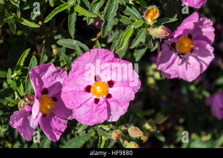 Orchid rockrose (Cistus x purpureus) with purple flowers in Catalonia, Spain. Stock Photo