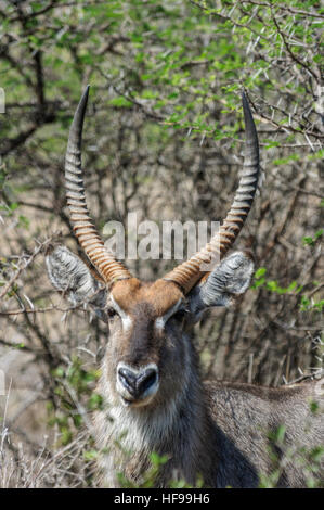 Nyala (Tragelaphus angasii), a medium-sized, spiral-horned antelope, also called inyala, South Africa, Africa Stock Photo