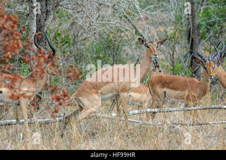 Impala (Aepyceros melampus), South Africa, Africa Stock Photo