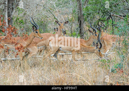 Impala (Aepyceros melampus), South Africa, Africa Stock Photo