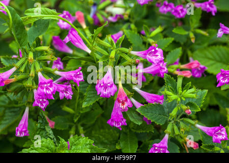 Large-flowered Calamint, Calamintha grandiflora Stock Photo