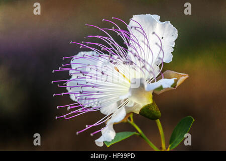Capparis spinosa, the caper bush, Flinders rose Stock Photo