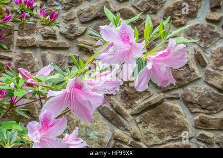 Azaleas. Stock Photo