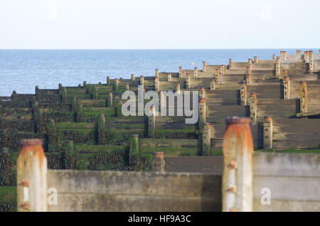 Costal defence groynes in Whitstable to prevent Longshore drift Stock Photo