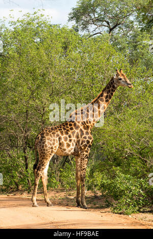 Giraffe grazing in the bush Stock Photo