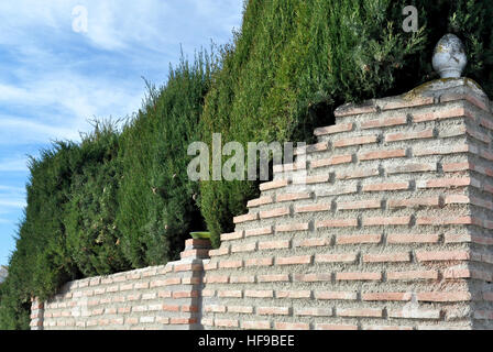 Wall with cypress hedge Stock Photo