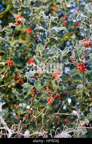 Holly bush with berry covered in Hoar frost Stock Photo