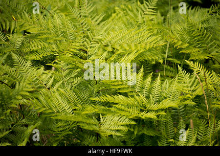 A collection of bright green bracken fern fronds growing in a group Stock Photo