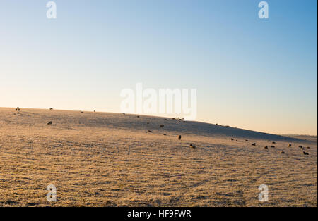 Sheep grazing in a field on a frosty crisp winters morning with a temperature of -6ºC, near Warwick, Warwickshire, UK Stock Photo