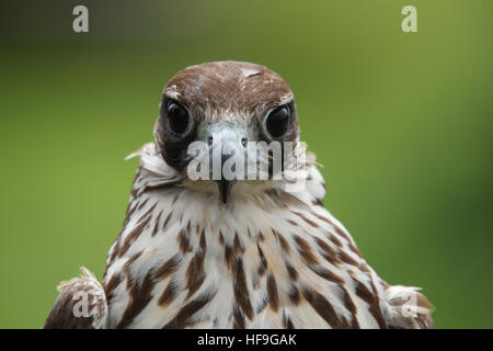 Female Peregrine Falcon Stock Photo