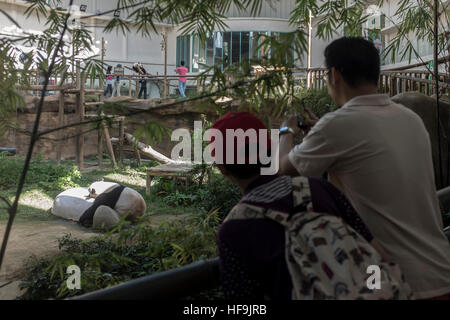 Visitors look at a Panda in it's enclosure at the National Zoo, in Kuala Lumpur, Malaysia. Stock Photo
