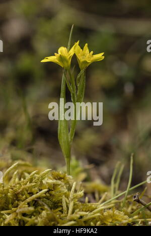 Yellow star of bethlehem, Gagea soleirolii, in flower at 1300m in Corsica. Stock Photo