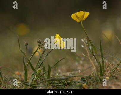 Grass-leaved buttercup, Ranunculus gramineus in flower on limestone, Provence, France. Stock Photo