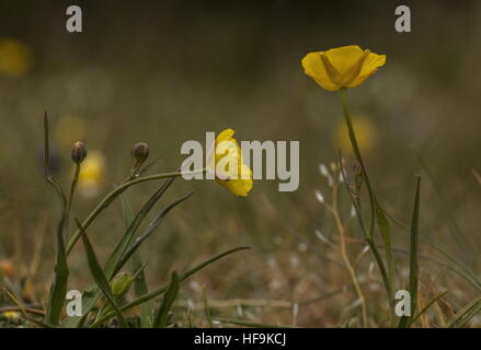 Grass-leaved buttercup, Ranunculus gramineus in flower on limestone, Provence, France. Stock Photo