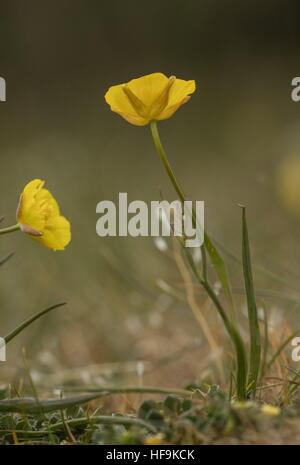 Grass-leaved buttercup, Ranunculus gramineus in flower on limestone, Provence, France. Stock Photo