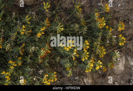 Grey bird's foot trefoil, Lotus cytisoides in flower and fruit, Corsica. Stock Photo