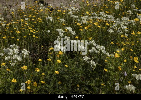 Arab's eye, or Arabian starflower, Ornithogalum arabicum, naturalised in Corsica, with Crown Daisies. From South Europe and North Africa. Stock Photo