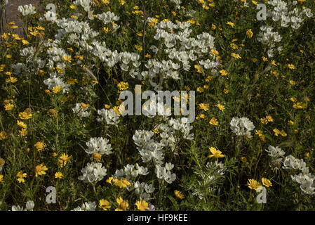 Arab's eye, or Arabian starflower, Ornithogalum arabicum, naturalised in Corsica, with Crown Daisies. From South Europe and North Africa. Stock Photo