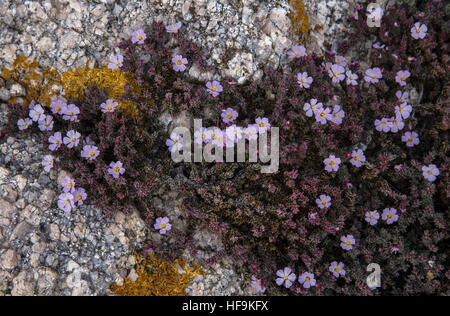 Sea heath, Frankenia laevis in flower on coastal granite, Corsica. Stock Photo