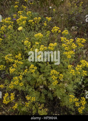 Fringed rue, Ruta chalepensis in flower in coastal maquis, Corsica. Stock Photo