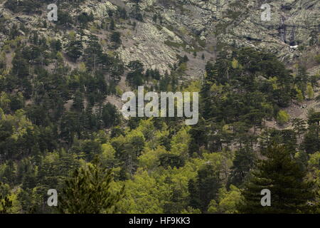 Old Corsican Pines at Haut Asco, Gorges de Asco, Corsica. Stock Photo